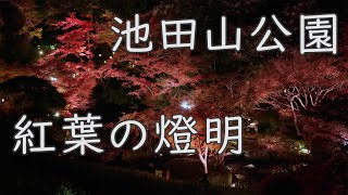 池田山公園ライトアップ 　紅葉の燈明