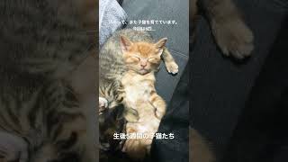【激カワ】訳あって、また子猫を育てています。オーマイガー　#ねこ #猫 #ねこのいる生活 #ねこ動画 #癒し #いやしねこ