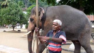preview picture of video 'Sri Lanka,ශ්‍රී ලංකා,Kandy,Temple Of The Tooth,Temple Elephant on duty'
