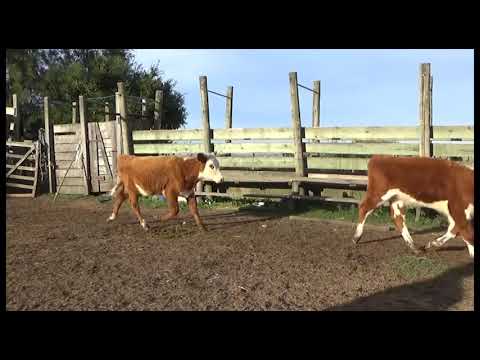 Lote 30 Terneras HEREFORD,  2 RED ANGUS Y 3 CRUZAS: 2 C/ R. ANGUS Y 1 C/ SHORTHORN, Maldonado