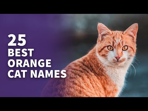 25 BEST Orange Cat Names (Cute Orange Cat Ideas)