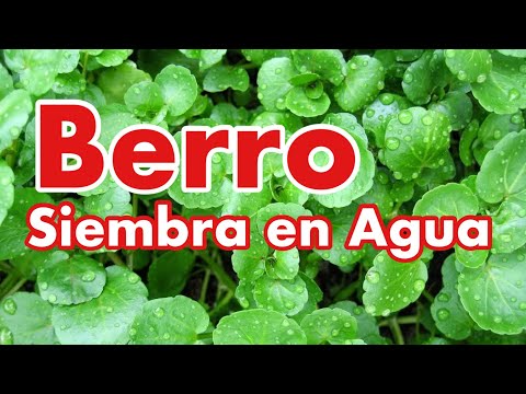 download lagu mp3 mp4 Berro Planta, download lagu Berro Planta gratis, unduh video klip Berro Planta