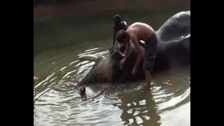 preview picture of video 'Lavaggio del  elefante ,   Washing the  elephant in INDIA'