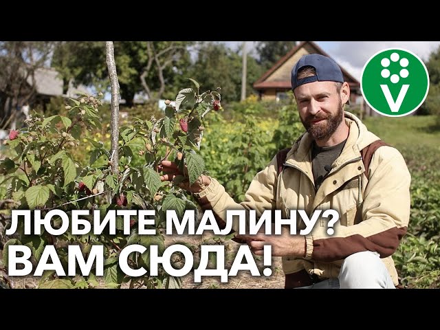 ЭТИ СОРТА МАЛИНЫ РЕМОНТАНТНОЙ ВАМ ТОЧНО ПОНРАВЯТСЯ!