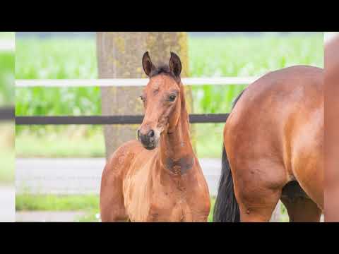Hengstfohlen von Sir Donnerhall 2021