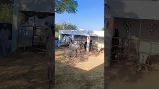 Download lagu #top #sterstallion #horseenthusiast #viral #horsefan #horseriding #animals mp3 Download lagu #top #sterstallion #horseenthusiast #viral #horsefan #horseriding #animals mp3