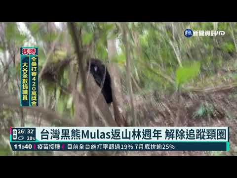 台灣黑熊Mulas返山林週年 解除追蹤頸圈