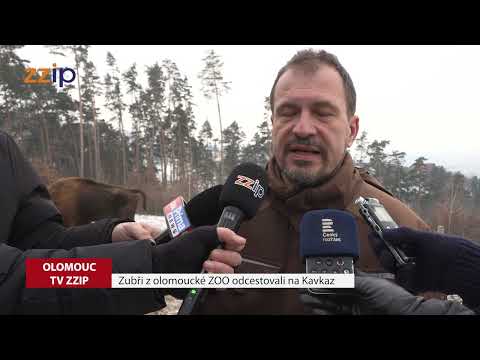 Zubři odjeli na Kavkaz