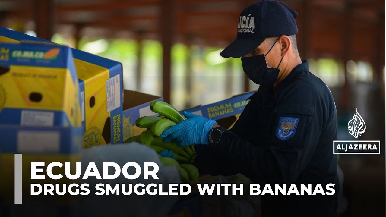 Cocaine smuggling taints Ecuador’s banana export industry