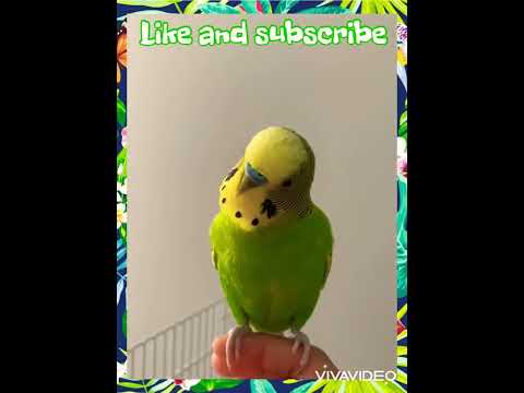 Budgie amazing calling sound to make him happy!!!