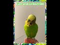 Budgie amazing calling sound to make him happy!!!