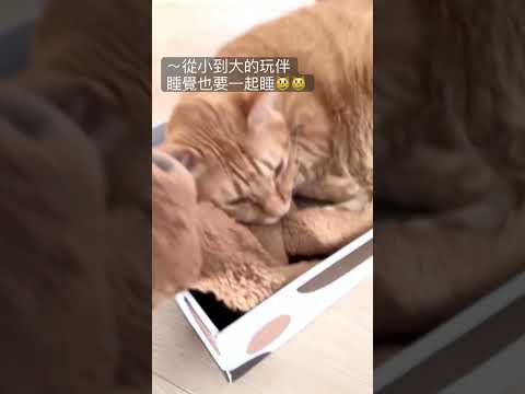 ～從小到大的玩伴睡覺也要一起睡😼😼