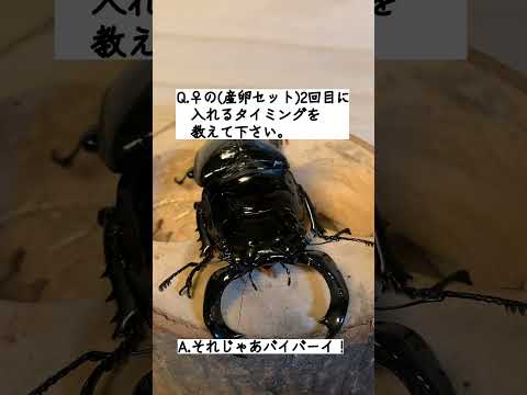 ランギファー・タランドゥス・ドーソニについて詳しく解説