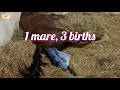 1 Mare 3 Births Arabian Horse Giving Birth Compilation