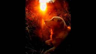 Jack Johnson - Posters