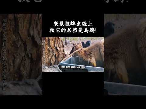 袋鼠被蜱虫缠上，救它的居然是乌鸦！ #趣聞 #大陸 #动物科普