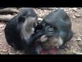 The Detroit Zoo