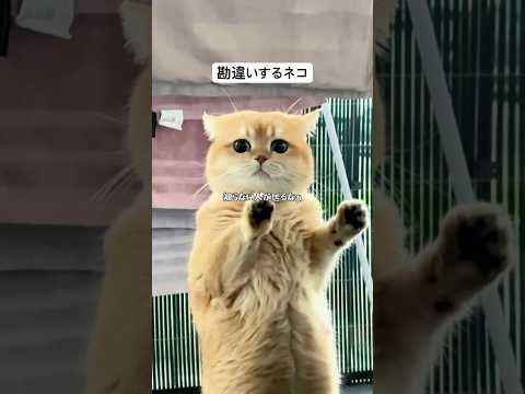 勘違いするネコ
