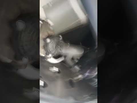 PPE OIL FILTER on L5P DURAMAX
