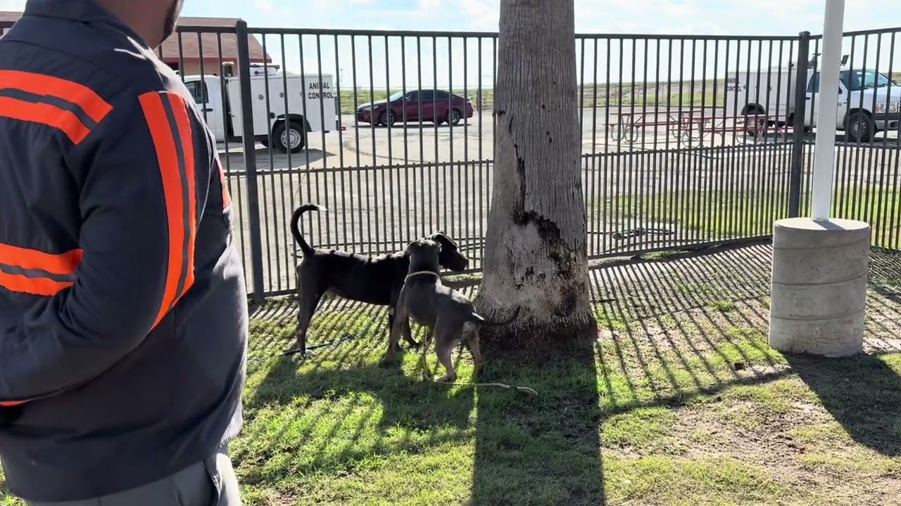 Enlarge STITCH, an adopted Staffordshire Bull Terrier in Delano, CA video 3/4