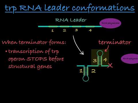 Trp Operon Attenuation Explained