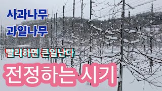 사과나무 과일나무 가지치는 시기 및 빨리 전정을 하면 이것 때문에 큰일난다