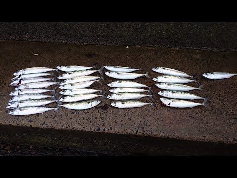 MACKEREL FISHING: How To Catch Mackerel