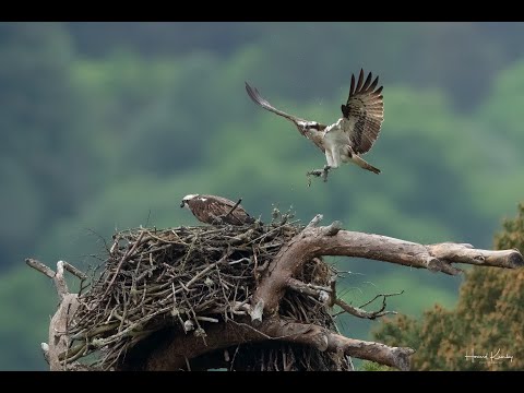 Scottish Wildlife Trust - Loch of the Lowes Osprey Nest