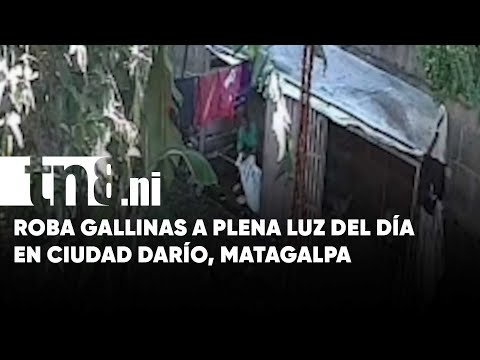 Gallinazo en Ciudad Darío, Matagalpa: delincuentes se las llevaron en el saco
