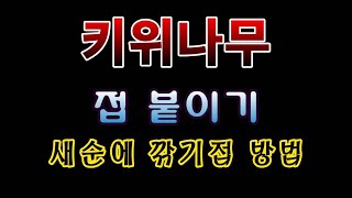 [텃밭농부.1,063]  키위나무에 깎기접을 붙이는 방법 #키위재배