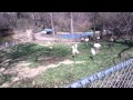 Chilean Flamingos