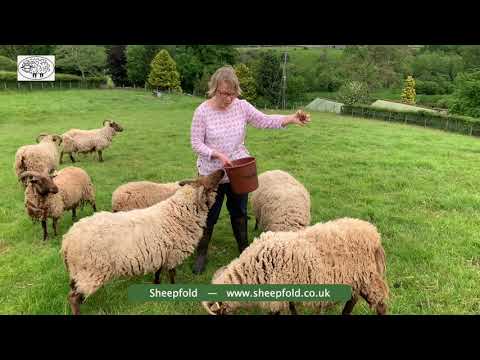 Sheepfold's Alice, with her Manx Loaghtan sheep – for Woolfest Online 2021