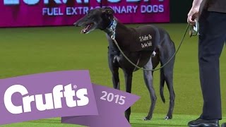Display by Retired Greyhound Trust | Crufts 2015