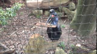 I got this Dinosaur looking bird to fetch me a stick