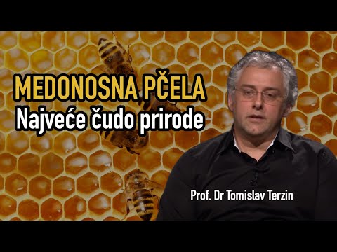 MEDONOSNA PČELA -  NAJVEĆE ČUDO PRIRODE