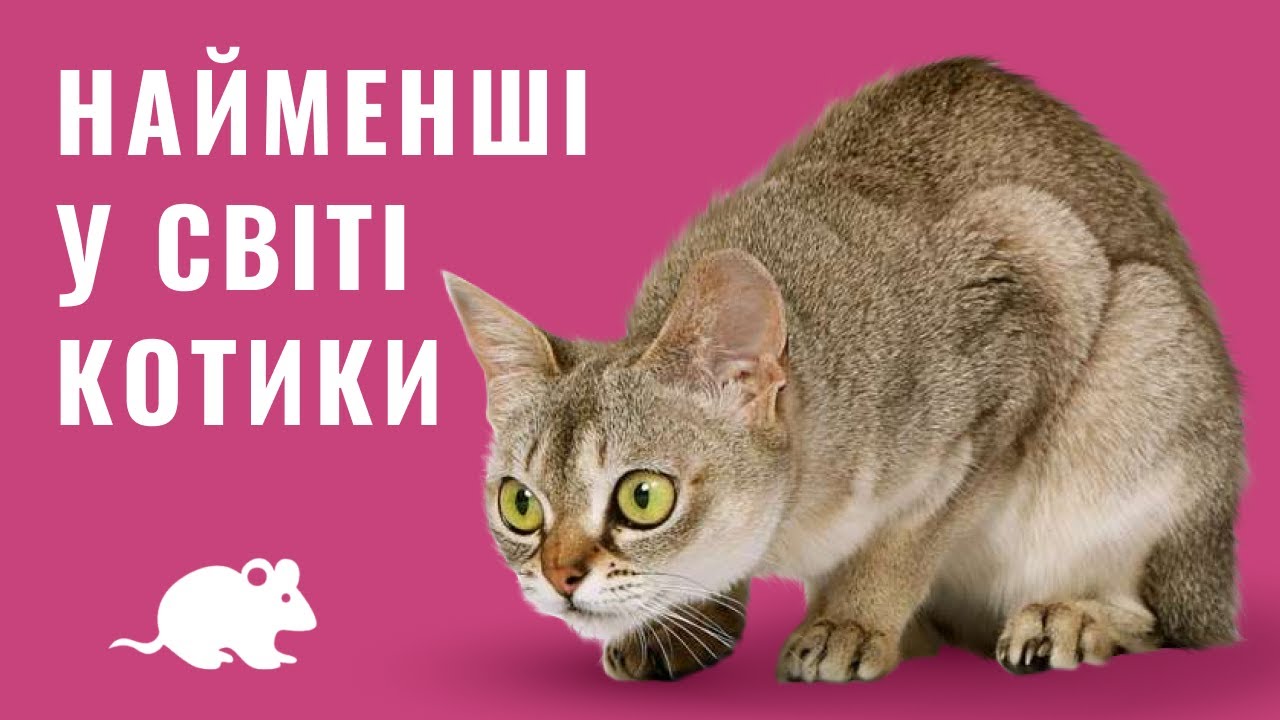 YouTube video preview