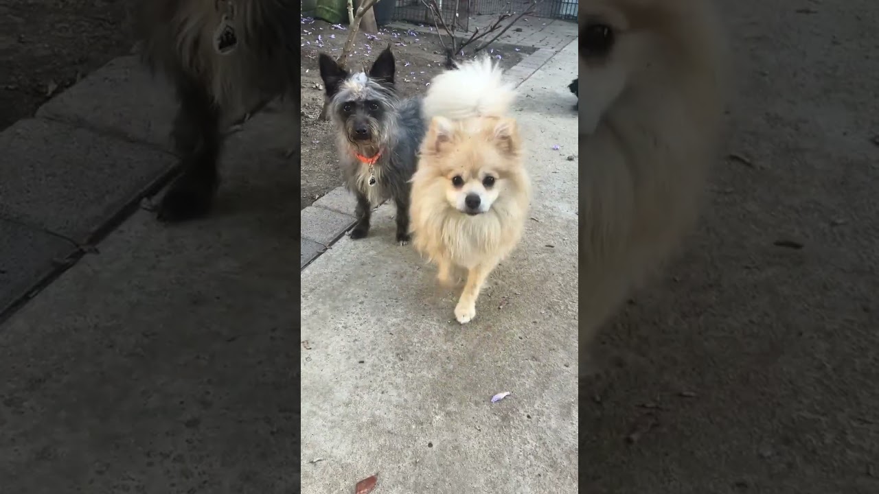 Godiva, an adopted Pomeranian in Santa Monica, CA video 4/4
