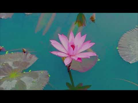 The Dhammapada: 175 - The Wise Seek An Escape From This World