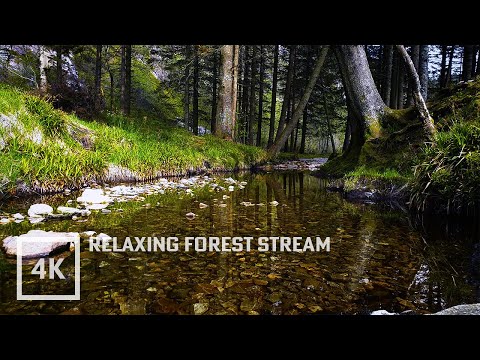 Relaxing Spring Norwegian Forest with birdsong (4K)