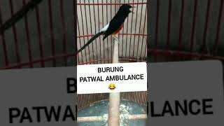 Download lagu Murai Patwal 😂 #shorts #short #shortsfeed #shortsviral #shortsvideo #shortvideoyoutube #fyp mp3