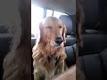 Hypnotizing My Golden Retriever To Fall Asleep Dog Hypnosis TBT YouTubeShorts Shorts