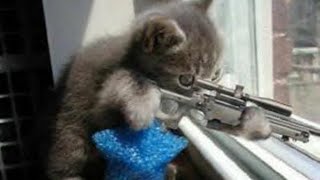 [Ikov RSPS] Elite Kitty