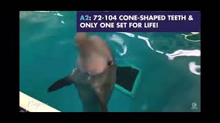 You got me/favorite Dolphin MEP/complete ￼