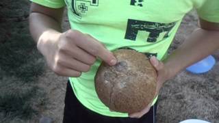 Coconuts, rotten or not?