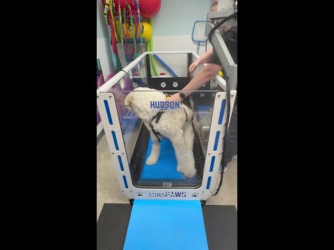 Newton's First Hydrotherapy Appointment!