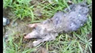 My dog killed a giant mole