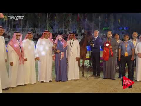 N.76 RASLAN AL KHALEDIAH - BRONZE - Yearling Colts Championship