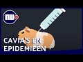 Hoe cavia's ons leren waarom we allemaal 's winters griep hebben | NU.nl