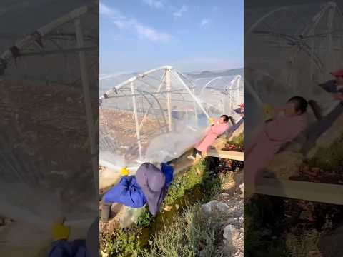 Super Building a Greenhouse Skill #satisfying @RomFarm