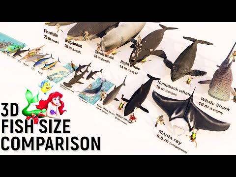 image-What is a large fish?